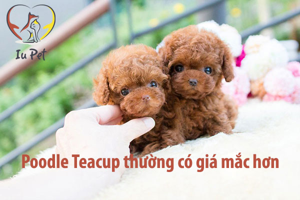 Giá chó Poodle là bao nhiêu? Bảng giá bán chó Poodle 2024