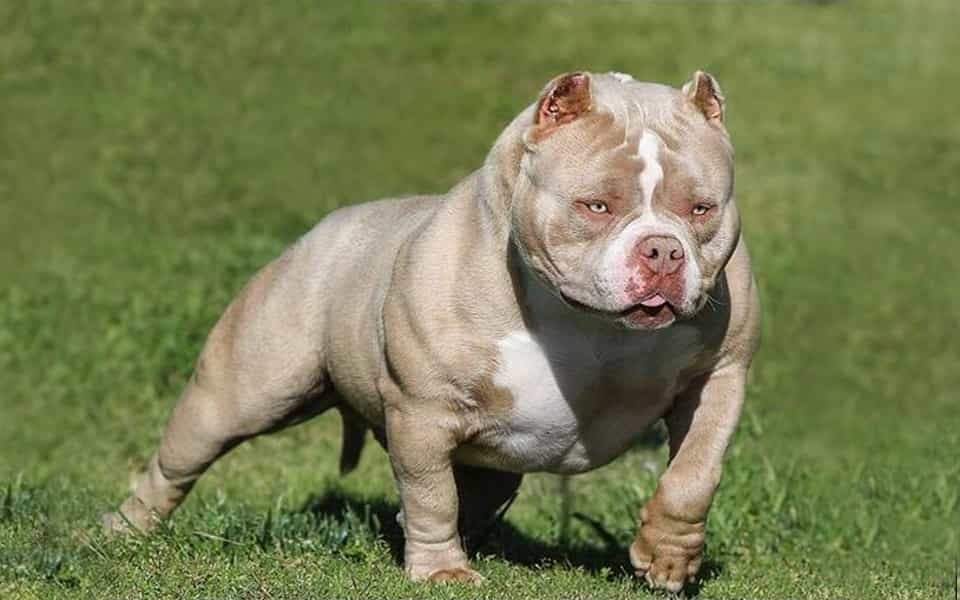 Chó Bulldog Pháp, Anh, Mỹ Mặt Xệ, Lai Đẹp, Thuần Chủng, Giá Rẻ