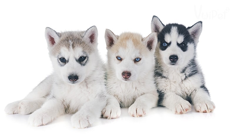 Tất tần tật A-Z về Chó Husky Sibir (chó ngáo) và Giá Chó Husky