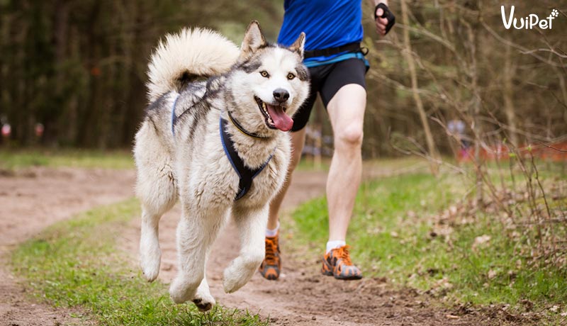 Tất tần tật A-Z về Chó Husky Sibir (chó ngáo) và Giá Chó Husky