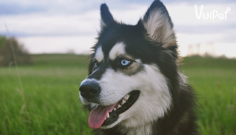 Tất tần tật A-Z về Chó Husky Sibir (chó ngáo) và Giá Chó Husky