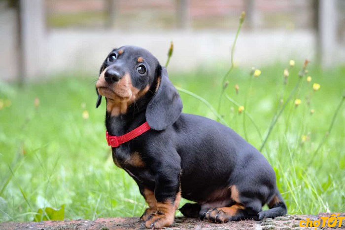 Mua Bán Chó Lạp Xưởng, Chó Xúc Xích Dachshund Thuần Chủng Giá Tốt