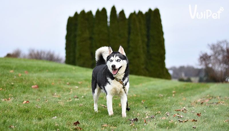 Tất tần tật A-Z về Chó Husky Sibir (chó ngáo) và Giá Chó Husky