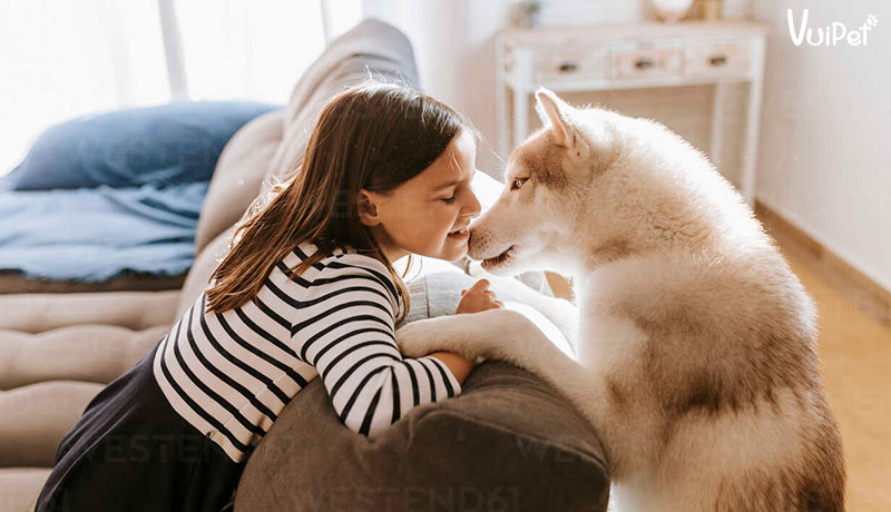 Tất tần tật A-Z về Chó Husky Sibir (chó ngáo) và Giá Chó Husky