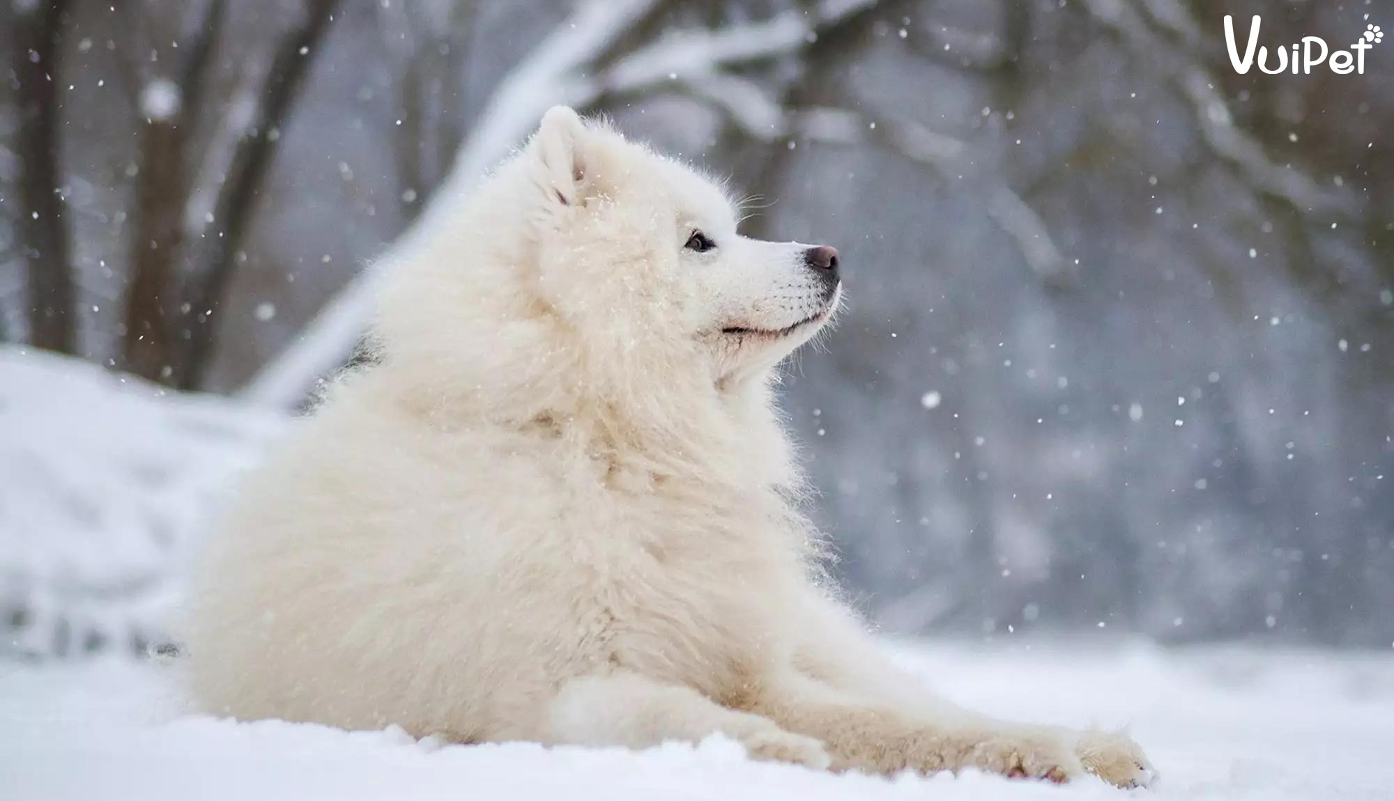 A-Z về Chó Alaska Trắng - giống chó Alaska hiếm có khó tìm