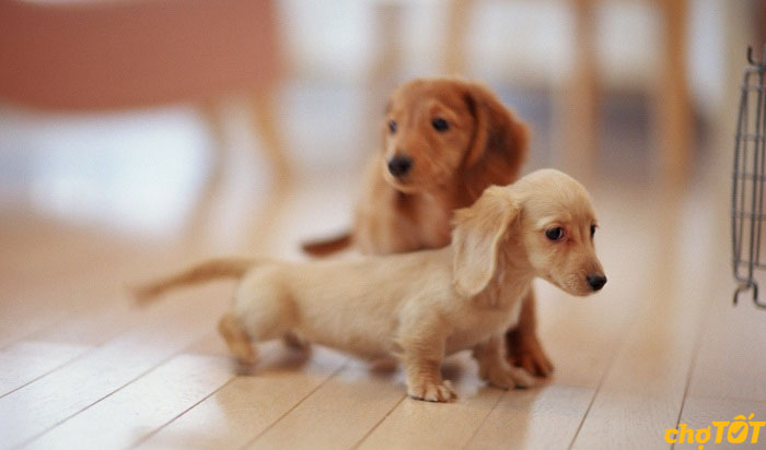 Mua Bán Chó Lạp Xưởng, Chó Xúc Xích Dachshund Thuần Chủng Giá Tốt