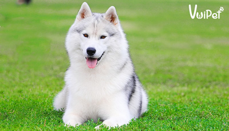 Tất tần tật A-Z về Chó Husky Sibir (chó ngáo) và Giá Chó Husky