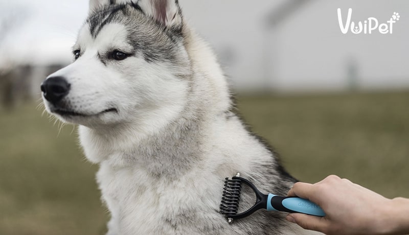 Tất tần tật A-Z về Chó Husky Sibir (chó ngáo) và Giá Chó Husky