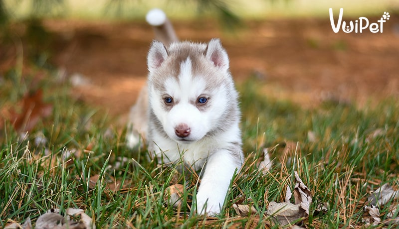 Tất tần tật A-Z về Chó Husky Sibir (chó ngáo) và Giá Chó Husky