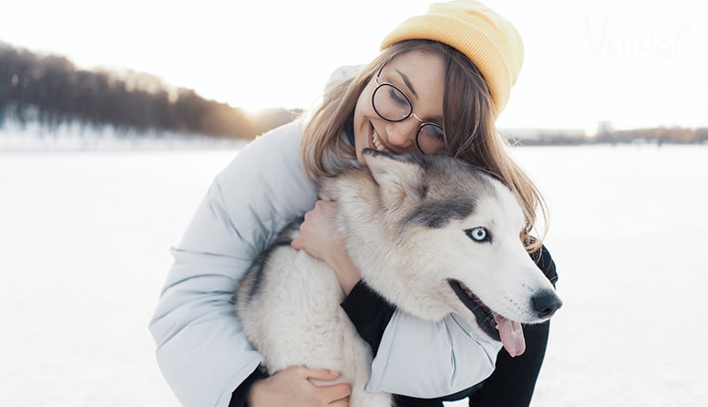 Tất tần tật A-Z về Chó Husky Sibir (chó ngáo) và Giá Chó Husky