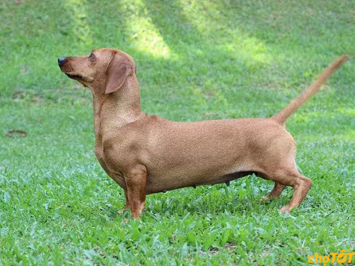 Mua Bán Chó Lạp Xưởng, Chó Xúc Xích Dachshund Thuần Chủng Giá Tốt