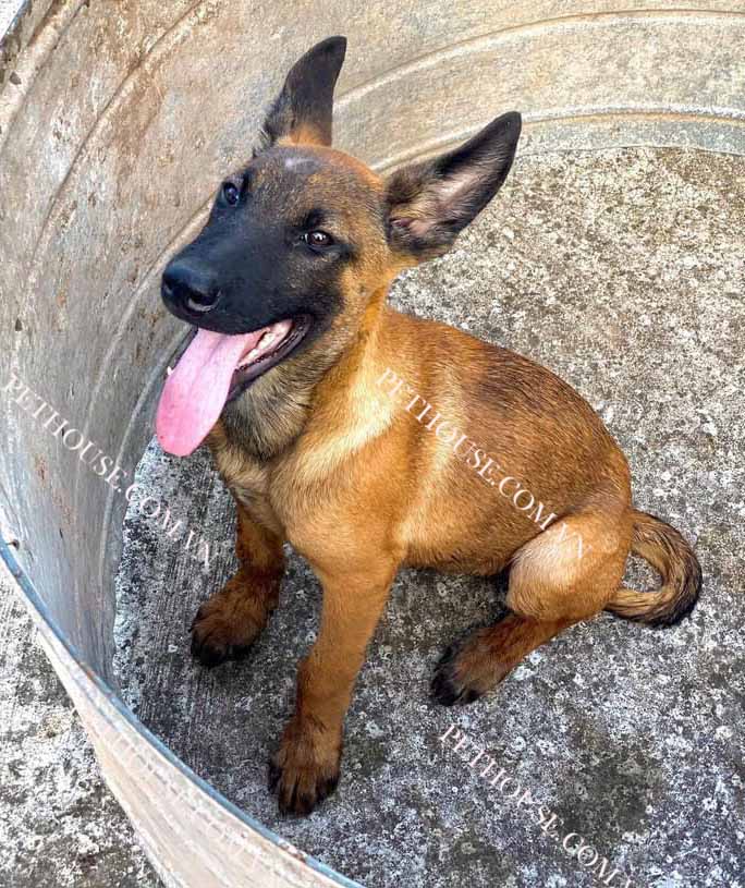 Chó Becgie Bỉ Malinois tại Trại Nhân Giống Chó Nghiệp Vụ