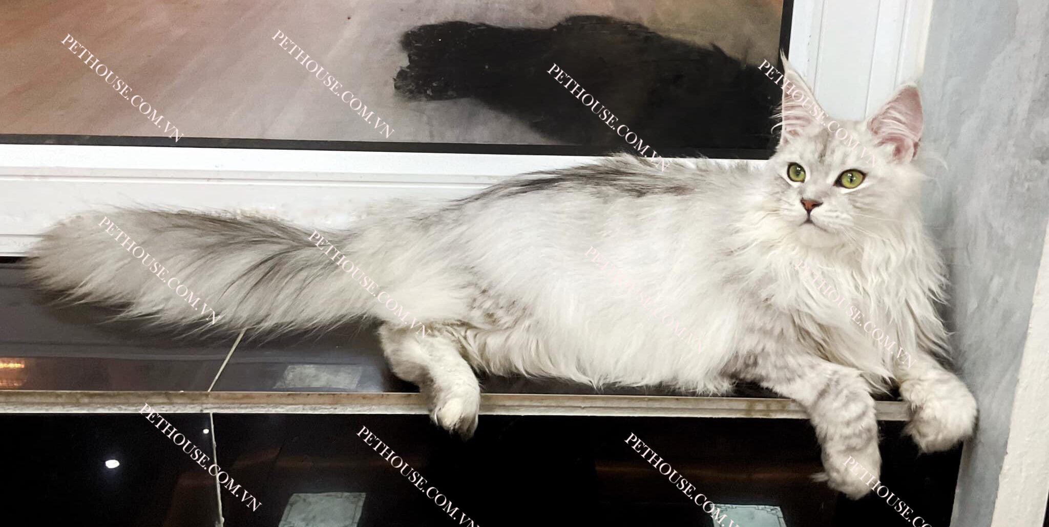 Mèo Maine Coon - Pet House - Cửa hàng thú cưng và phụ kiện