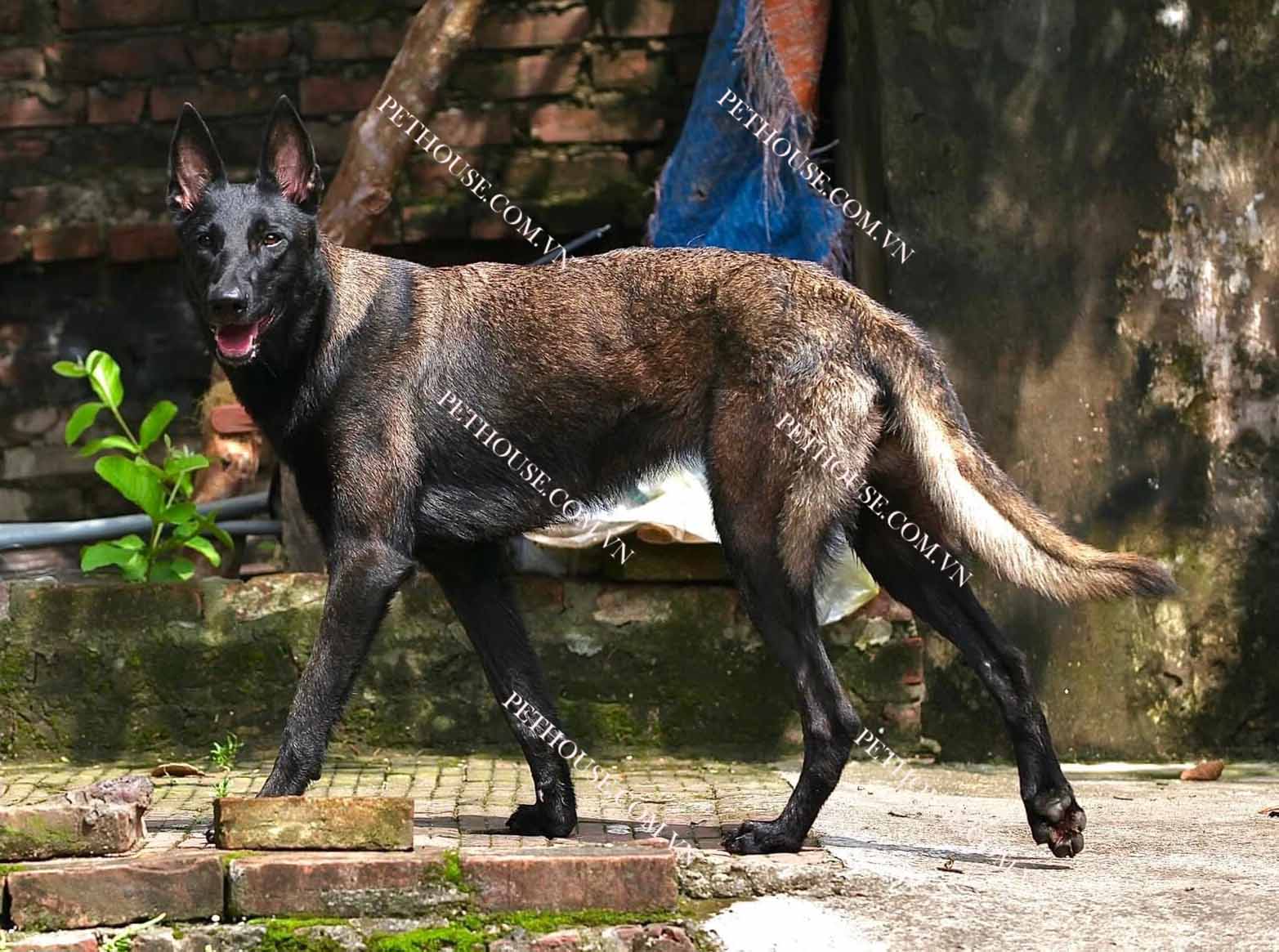 Chó Becgie Bỉ Malinois tại Trại Nhân Giống Chó Nghiệp Vụ