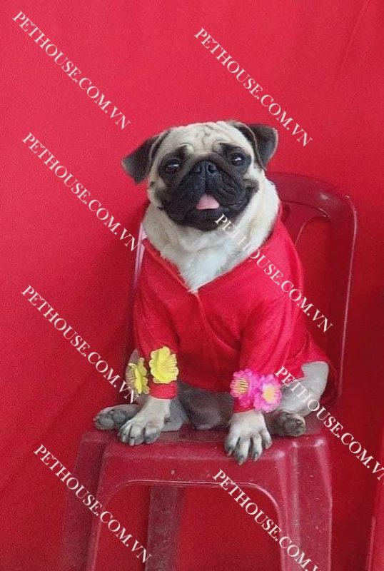 Chó Pug mặt xệ - Pet House - Cửa hàng thú cưng và phụ kiện