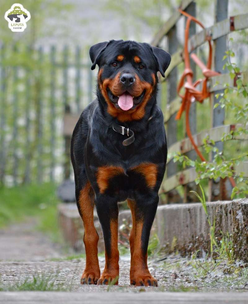 Chó Rottweiler giá bao nhiêu? Địa chỉ mua chó Rotti uy tín