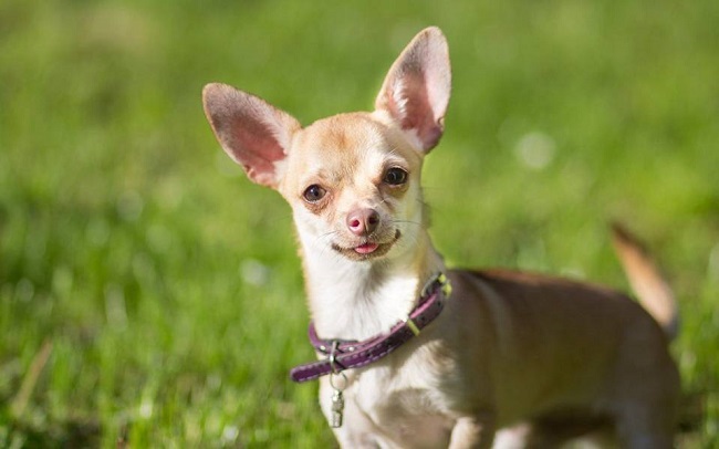 [TIẾT LỘ] Giá chó Chihuahua và #4 yếu tố ảnh hưởng tới giá