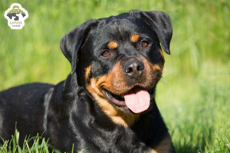 Chó Rottweiler giá bao nhiêu? Địa chỉ mua chó Rotti uy tín