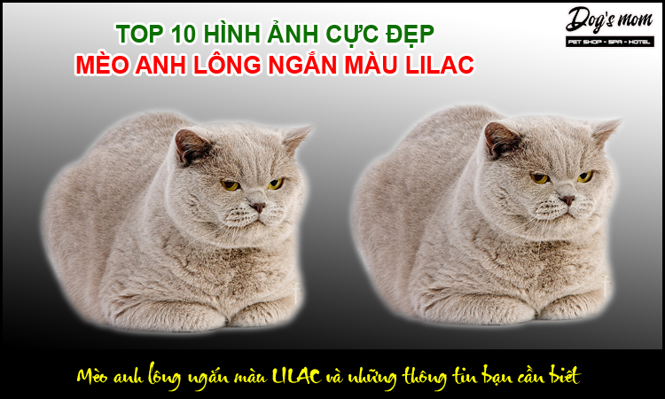 Mèo Anh Lông Ngắn Màu Lilac