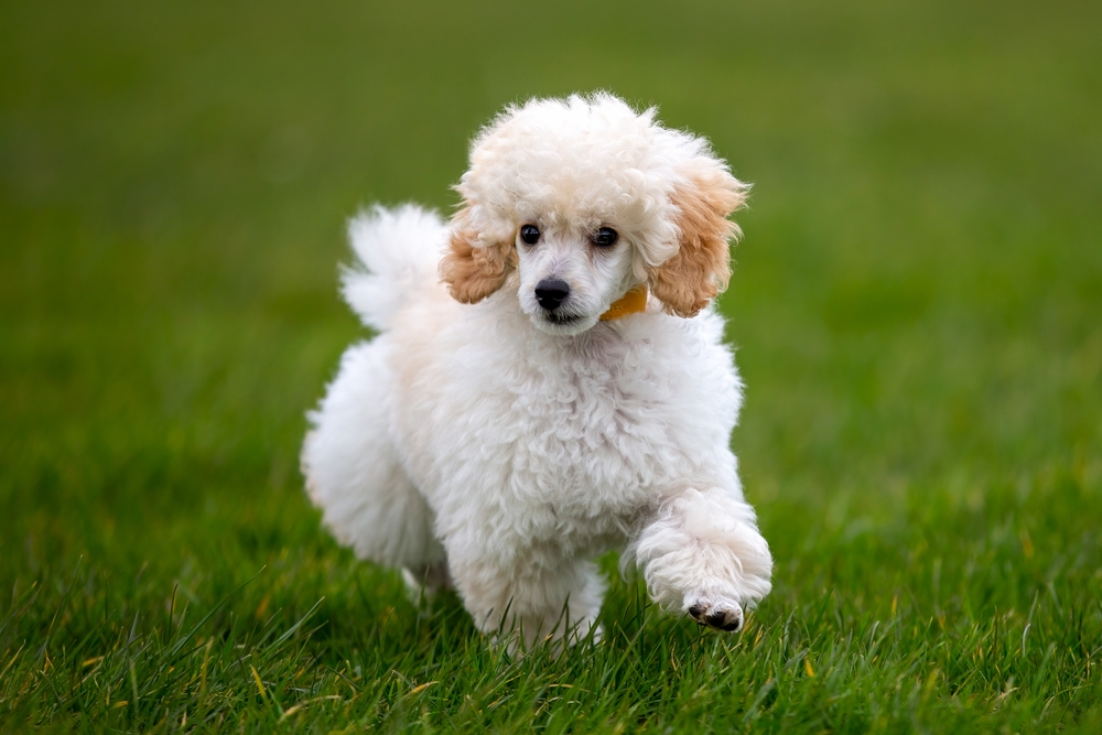 Miniature Poodle Dog Breed: Info, Pictures, Care, Traits & More - Dogster