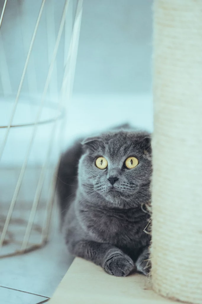 Friendly & Prohibited: Everything About the Scottish Fold