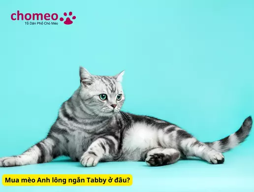 Mèo Anh lông ngắn Tabby, mèo sọc dưa thông tin đặc điểm