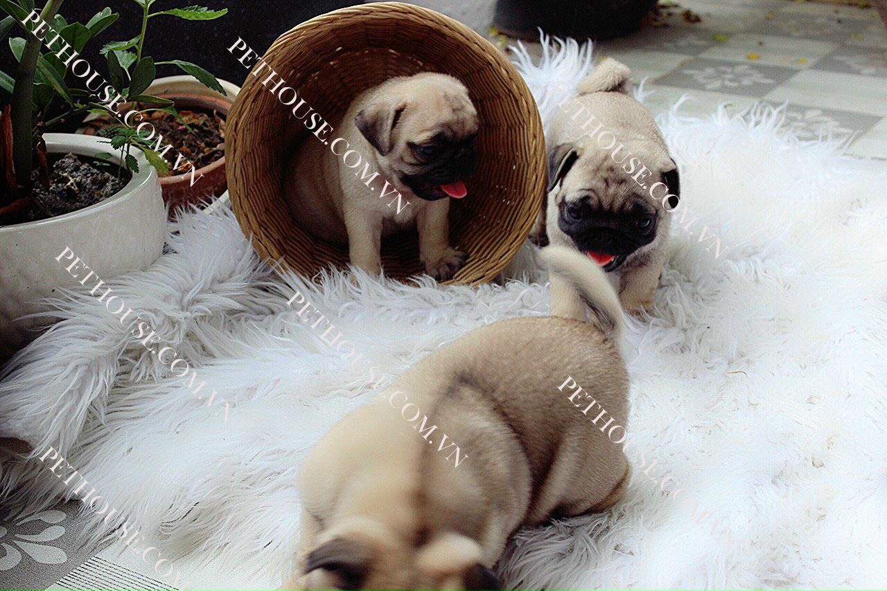 Chó Pug mặt xệ - Pet House - Cửa hàng thú cưng và phụ kiện