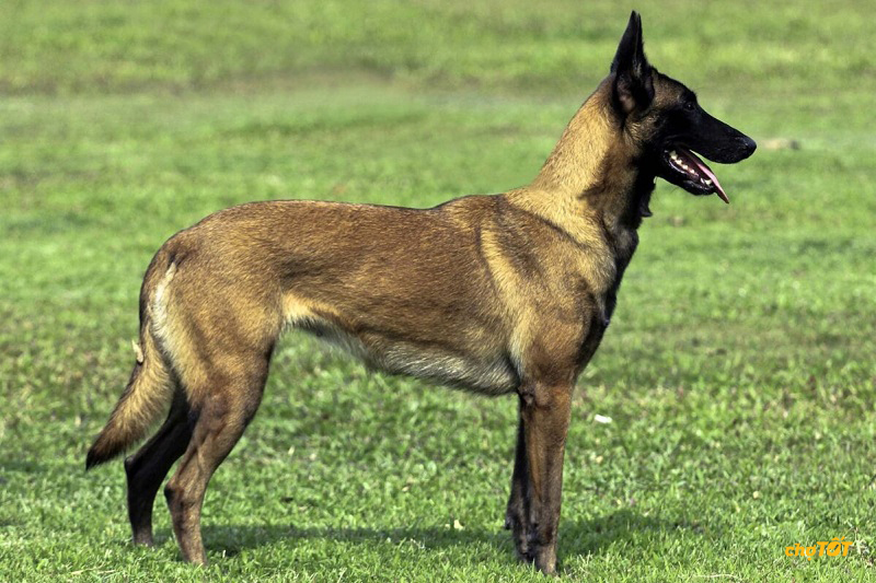 Mua Chó Malinois đẹp, Bán Chó chăn cừu Malinois thông minh giá RẺ