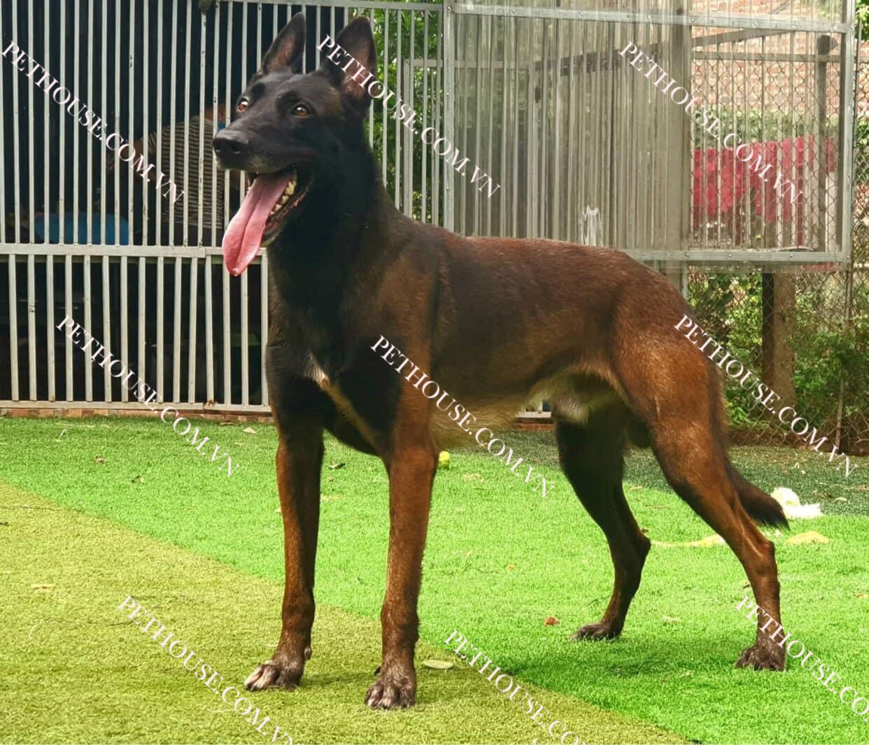 Chó Becgie Bỉ Malinois tại Trại Nhân Giống Chó Nghiệp Vụ