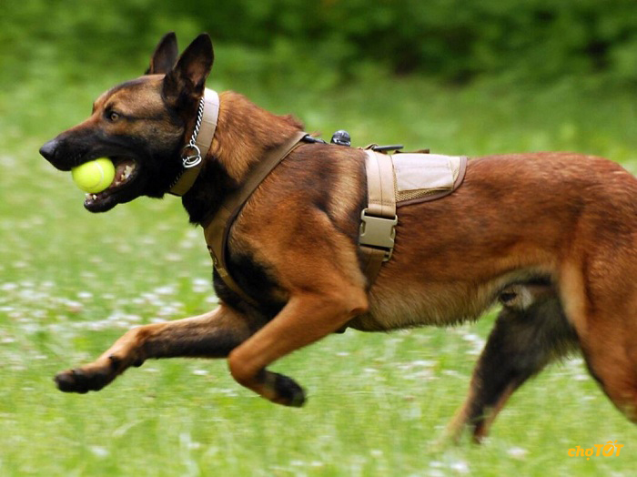 Mua Chó Malinois đẹp, Bán Chó chăn cừu Malinois thông minh giá RẺ