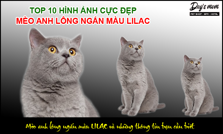 Mèo Anh Lông Ngắn Màu Lilac