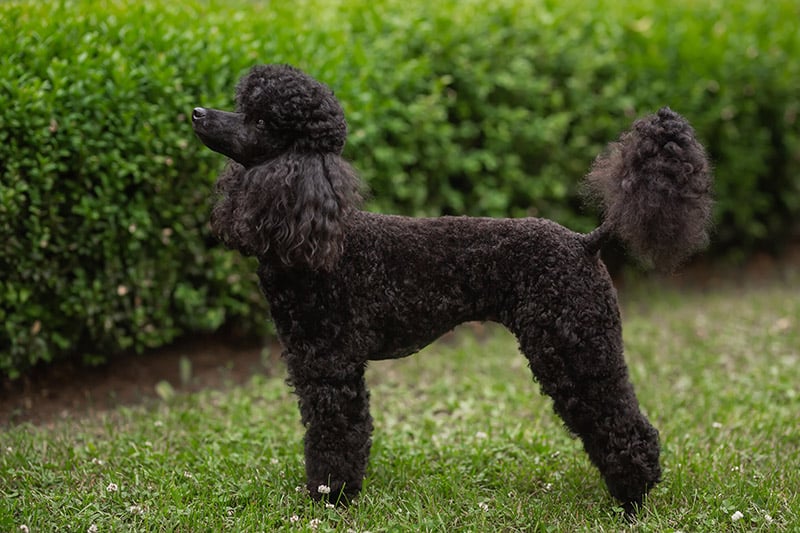 Miniature Poodle Dog Breed: Info, Pictures, Care, Traits & More - Dogster