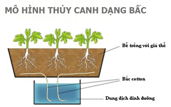 Rau Thủy Canh Là Gì? Thủy Canh Hồi Lưu Là Gì? Yen Farm