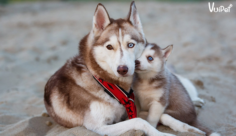 Giá chó Husky bao nhiêu? Có hay không chó Husky giá 450k?