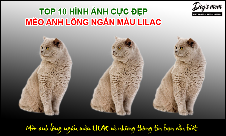 Mèo Anh Lông Ngắn Màu Lilac