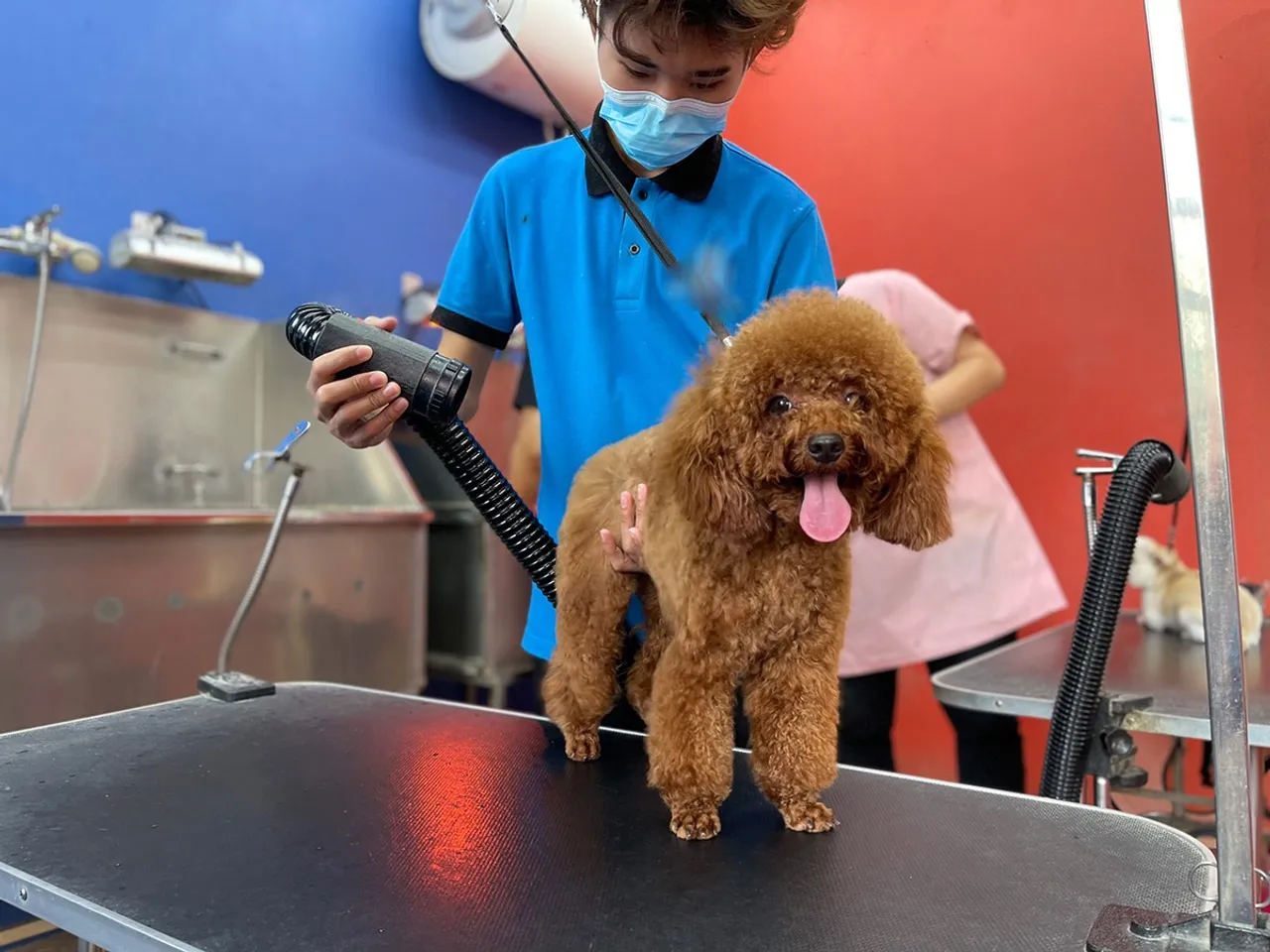 Hướng dẫn cách cắt tỉa lông chó Poodle đẹp tại nhà vừa rẻ vừa dễ