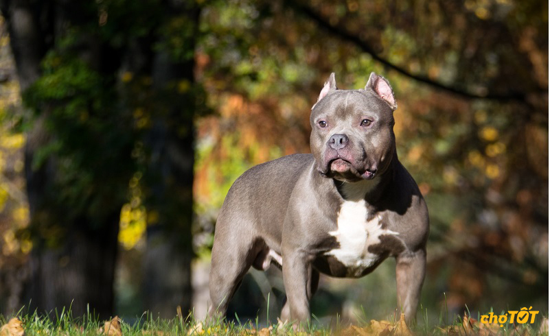 Mua Bán Chó Bully Mỹ Lai, Thuần Chủng, American Bully Giá Rẻ