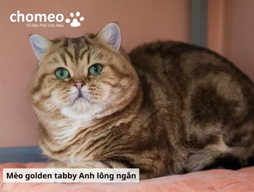 Mèo Anh lông ngắn Tabby, mèo sọc dưa thông tin đặc điểm