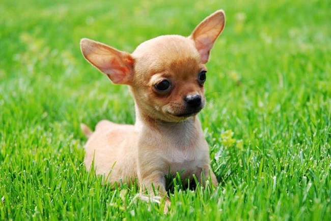 [TIẾT LỘ] Giá chó Chihuahua và #4 yếu tố ảnh hưởng tới giá