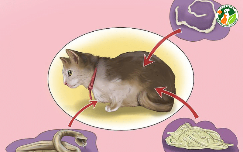 Cách tẩy giun cho mèo an toàn, đúng cách tại nhà