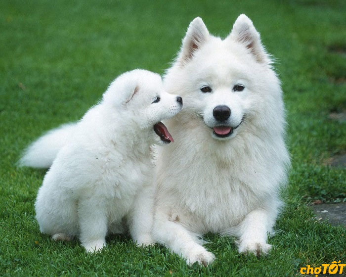 Mua Bán Chó Samoyed Con, Trưởng Thành Lông Trắng Đẹp, Giá Tốt Uy Tín