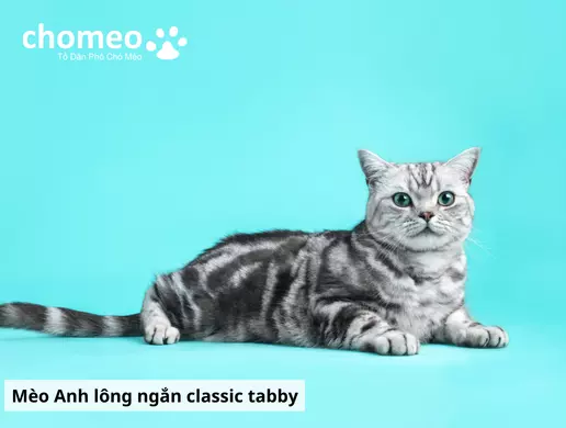 Mèo Anh lông ngắn Tabby, mèo sọc dưa thông tin đặc điểm