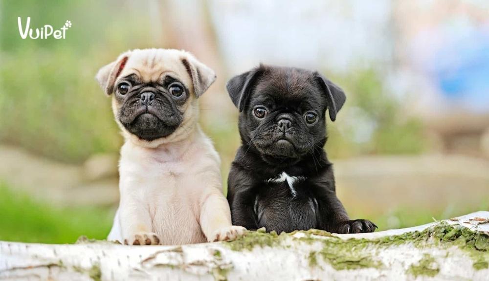 [Cảnh báo] Sự thật về Chó Pug Giá 500k, 1 triệu, 2 triệu, 200k