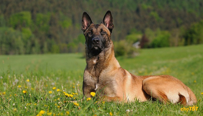 Mua Chó Malinois đẹp, Bán Chó chăn cừu Malinois thông minh giá RẺ