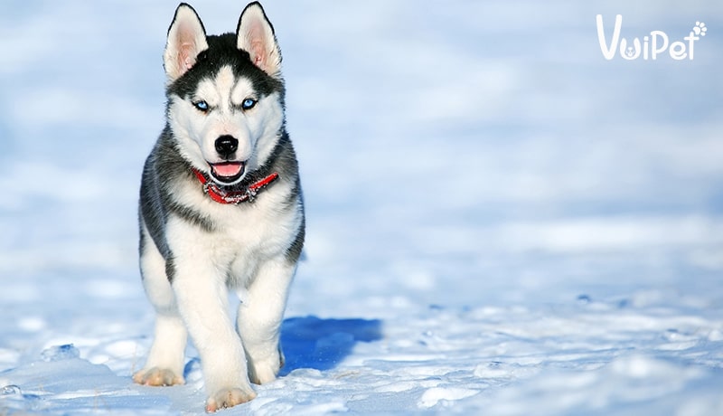 Giá chó Husky bao nhiêu? Có hay không chó Husky giá 450k?