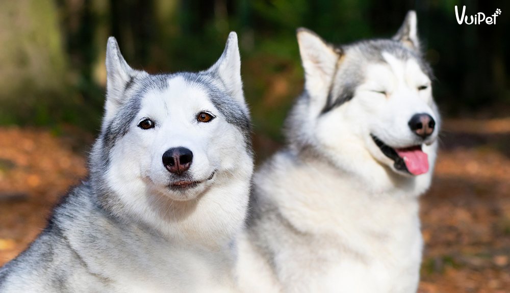 Giá chó Husky bao nhiêu? Có hay không chó Husky giá 450k?