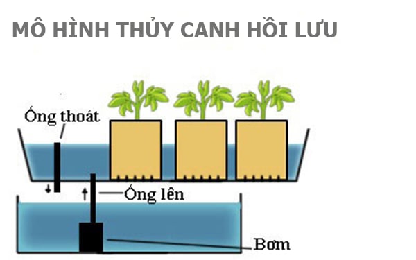 Rau Thủy Canh Là Gì? Thủy Canh Hồi Lưu Là Gì? Yen Farm