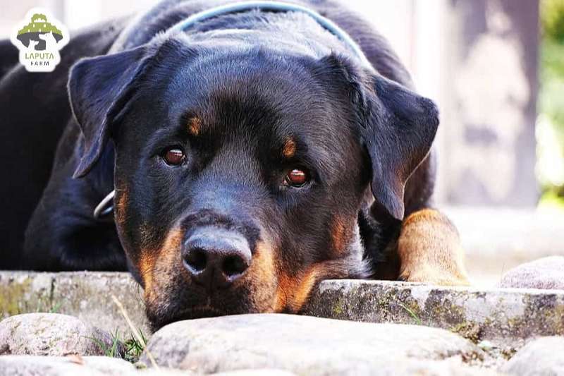 Chó Rottweiler giá bao nhiêu? Địa chỉ mua chó Rotti uy tín