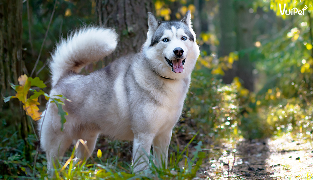 Giá chó Husky bao nhiêu? Có hay không chó Husky giá 450k?