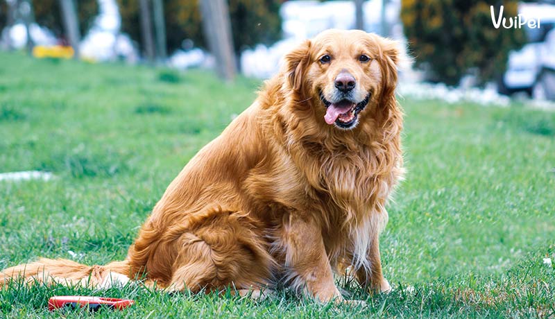 8 điều PHẢI biết trước khi nuôi Chó Gâu Đần - Golden Retriever